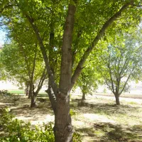 باغبانی درختکاری