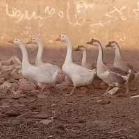قوغاز|پرنده|مشهد, حرم مطهر رضوی|دیوار