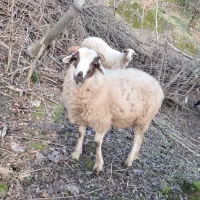 گوسفند نر ۹ ماهه حدود ۳۵ کیلویی