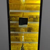 جوجه بوقلمون برنز و بوربون یک روزه