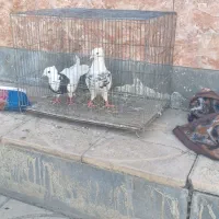 کبوتر جفت نره ماده