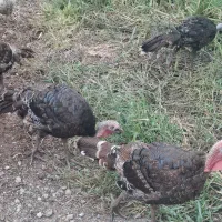 بوقلمون برنز 4 ماهه