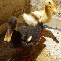 اردک