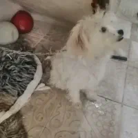 سگ شیت زو نر