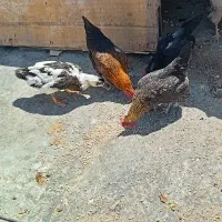 یک عدد اردک تخم گذار