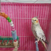 عروس هلندی ماده