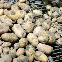 سیب زمینی دامی