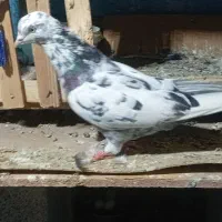 دوتا نر و ماده مامونیه|پرنده|ساوه, |دیوار