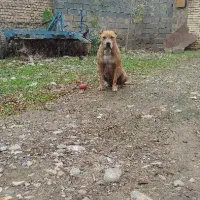 پیتبول ماده