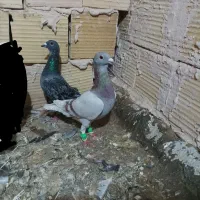 کفتر چندجفت المانی مسافتی پلاکی بی بوم ودوتا جوانه|پرنده|تربت‌حیدریه, رضاشهر|دیوار