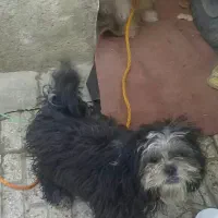 سگ پا کوتاه نر و ماده با نژاد مختلف