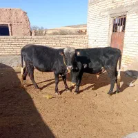 دوتا گوساله نر ویک ماده|حیوانات مزرعه|ایجرود, |دیوار