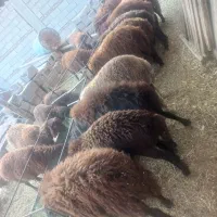 خرید وفروش گاو وگوساله گوسفند نرو و..‌.|حیوانات مزرعه|تبریز, |دیوار