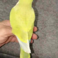 فروش جوجه طوطی راهب