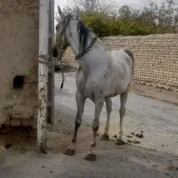 مادیان بنام ملکه کره طاووس ابوالفضل الهیاری بیک