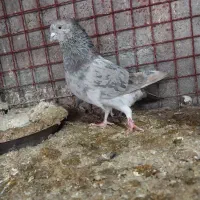 کبوتر|پرنده|ساری, |دیوار