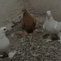 کبوتر|پرنده|باسمنج, |دیوار