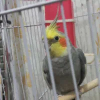 عروس هلندی|پرنده|شریف‌آباد, |دیوار