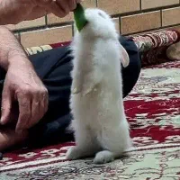 خرگوش|موش و خرگوش|اصفهان, میرعماد|دیوار