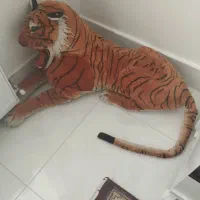 ببر|اسباب‌‌بازی|میاندوآب, |دیوار