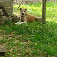 سگ خراسانی|سگ|اسفراین, |دیوار