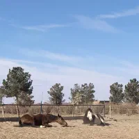 اسب مادیان