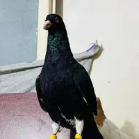 3جنگنده عبلغ سارکاکلی برژیکی|پرنده|مشهد, نوید|دیوار