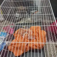 قفس بزرگ جفتگاه