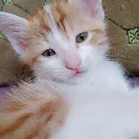 واگذاری گربه