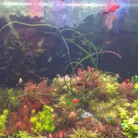 فروش گیاه اکواریومی|ماهی|ملایر, |دیوار