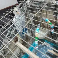 عروس هلندی و مرغ عشق|پرنده|قرچک, محمد آباد|دیوار