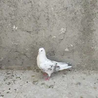 ۲عددکفترپشت دار|پرنده|اسلامشهر, شهرک مهدیه|دیوار