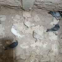 کفتر پلاکی و بهبهانی.وشهری|پرنده|ارسنجان, |دیوار