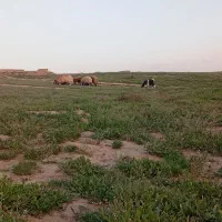 سلام-زمین-900متری-اول-روستا-چلقی-جاده-میامی-عا