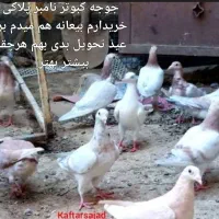 گل جوجه نامبر نامور پلاکی