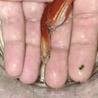 ماهی دم شمشیری