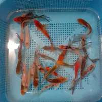 ماهی کوی|ماهی|مشهد, حجاب (شهرک غرب)|دیوار