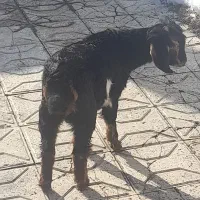 یک عدد بزغاله در گلبهار|حیوانات مزرعه|گلبهار, شهر جدید گلبهار|دیوار