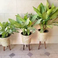 پایه گلدان حصیری لوکس مناسب دکور مدرن و سنتی|گل و گیاه طبیعی|همدان, |دیوار