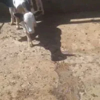 نر شیر خوار