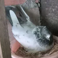 یک جفت کبوترفوق العاده بگوطلا