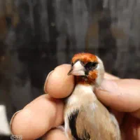 سهره رسمی نر ضمانتی|پرنده|مشهد, حسین‌آباد|دیوار