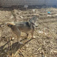 ماده عراقی|سگ|میاندوآب, |دیوار