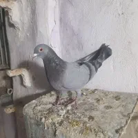 کفتر پلاکی مسافتی نر قلدر ۶تا