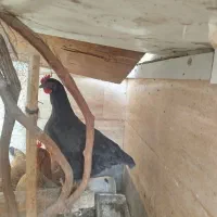 مرغ جوان و سرحال