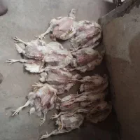 تلفات مرغ