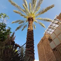 هرس نخل|گل و گیاه طبیعی|شیراز, شهرک مدرس|دیوار