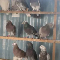 کبوتر پرشی|پرنده|ری, شهرک نظامی|دیوار