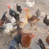 مرغ و خروس