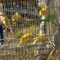 قناری نر|پرنده|شیروان (خراسان), |دیوار